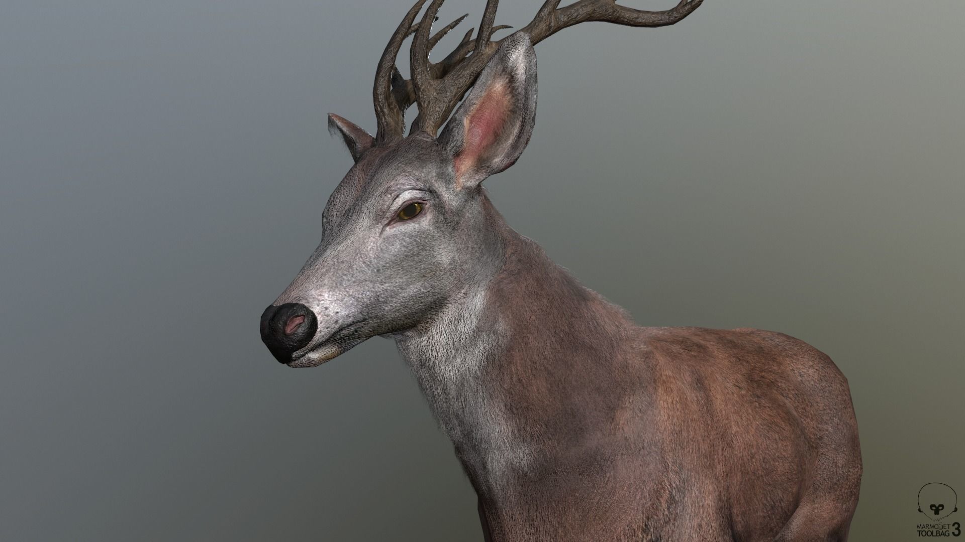 Animated Lowpoly Fur Deer Stag   Low-poly 3D model_13