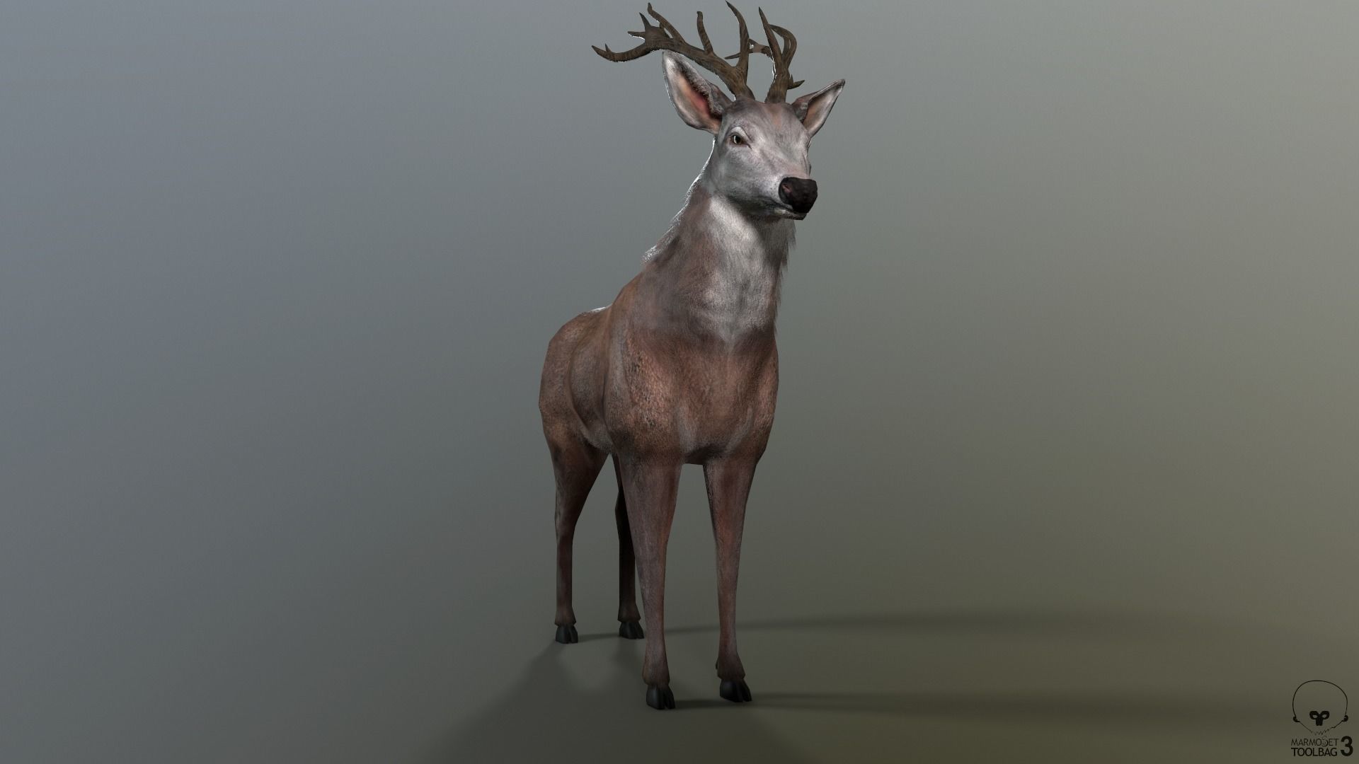Animated Lowpoly Fur Deer Stag   Low-poly 3D model_21