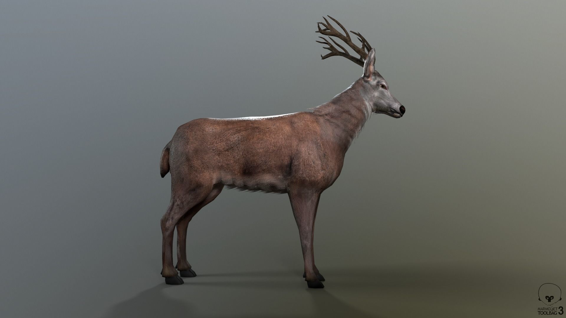 Animated Lowpoly Fur Deer Stag   Low-poly 3D model_24
