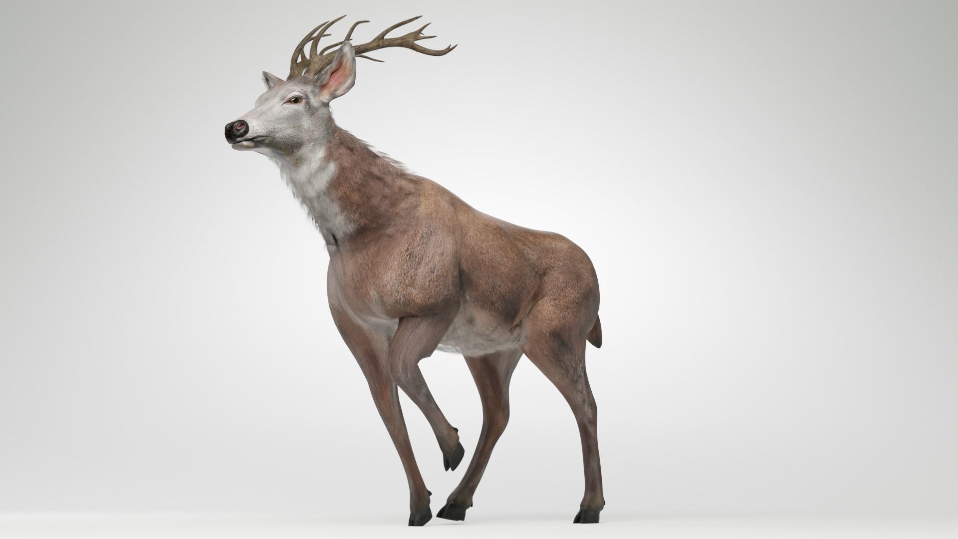 Animated Lowpoly Fur Deer Stag   Low-poly 3D model_3