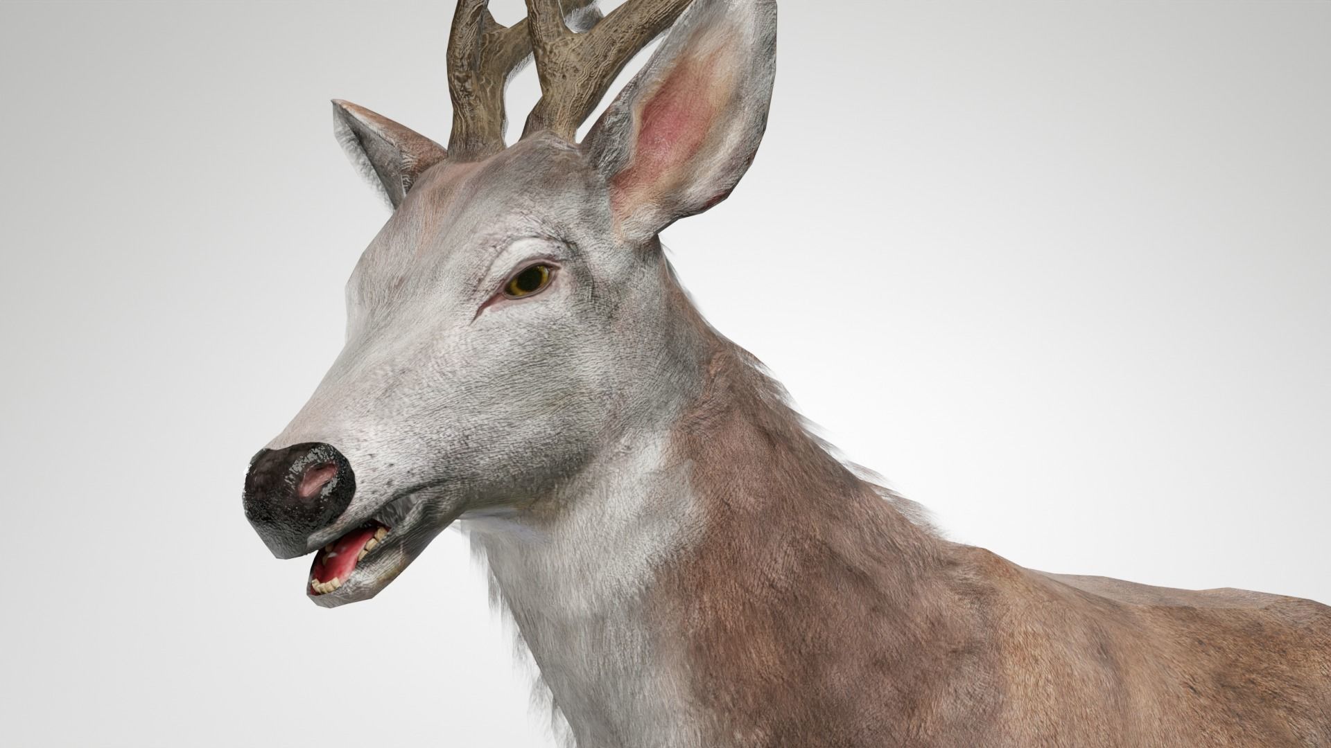 Animated Lowpoly Fur Deer Stag   Low-poly 3D model_12