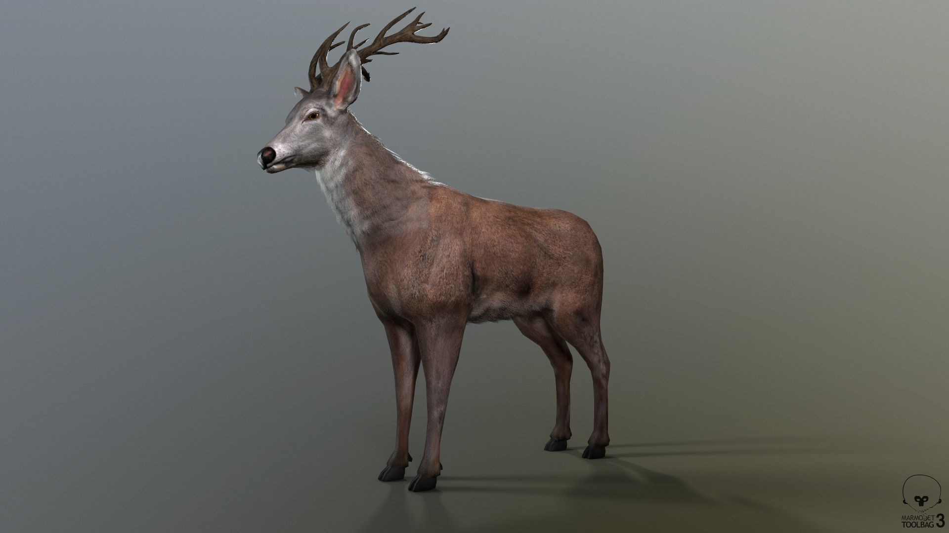 Animated Lowpoly Fur Deer Stag   Low-poly 3D model_35