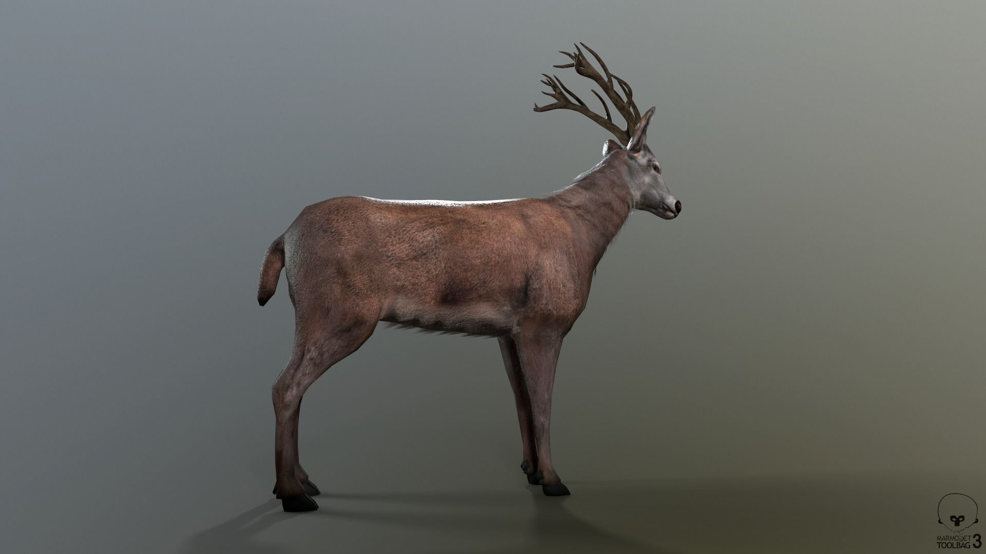 Animated Lowpoly Fur Deer Stag   Low-poly 3D model_25