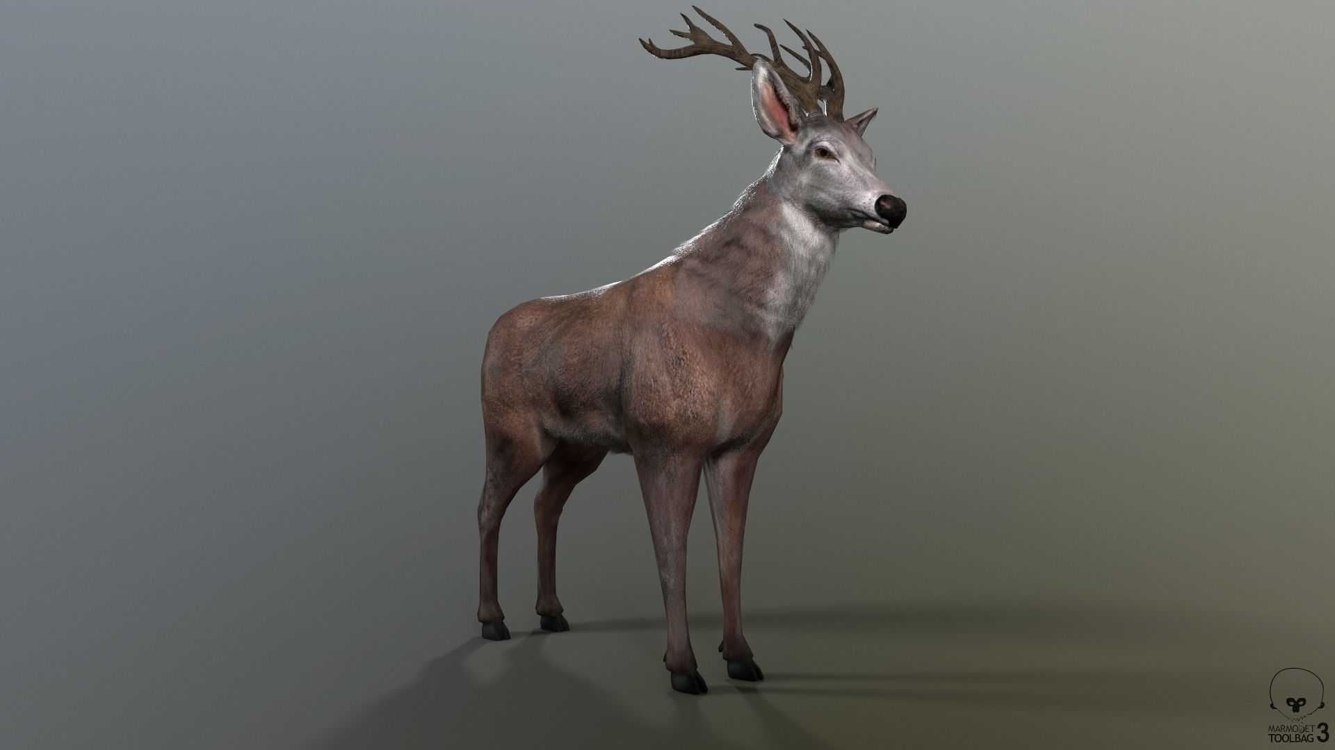 Animated Lowpoly Fur Deer Stag   Low-poly 3D model_22
