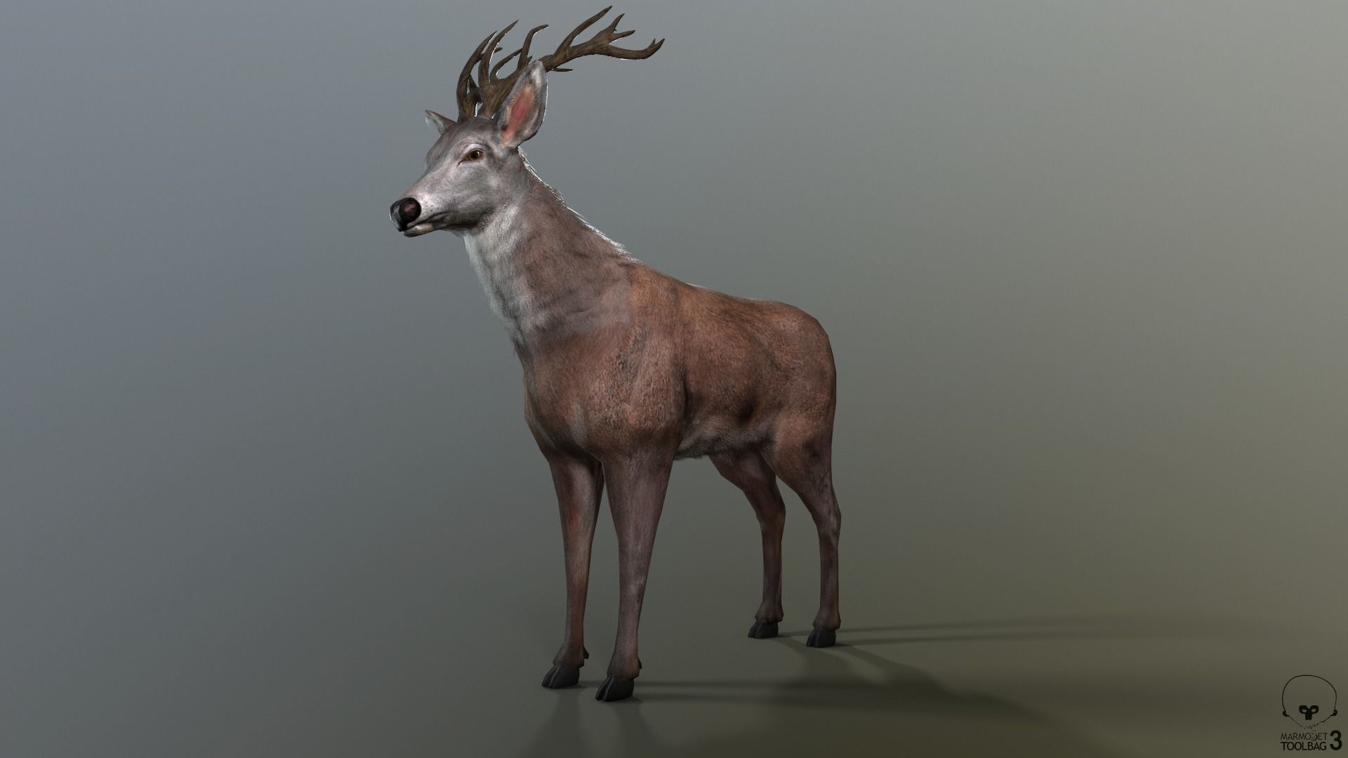 Animated Lowpoly Fur Deer Stag   Low-poly 3D model_18