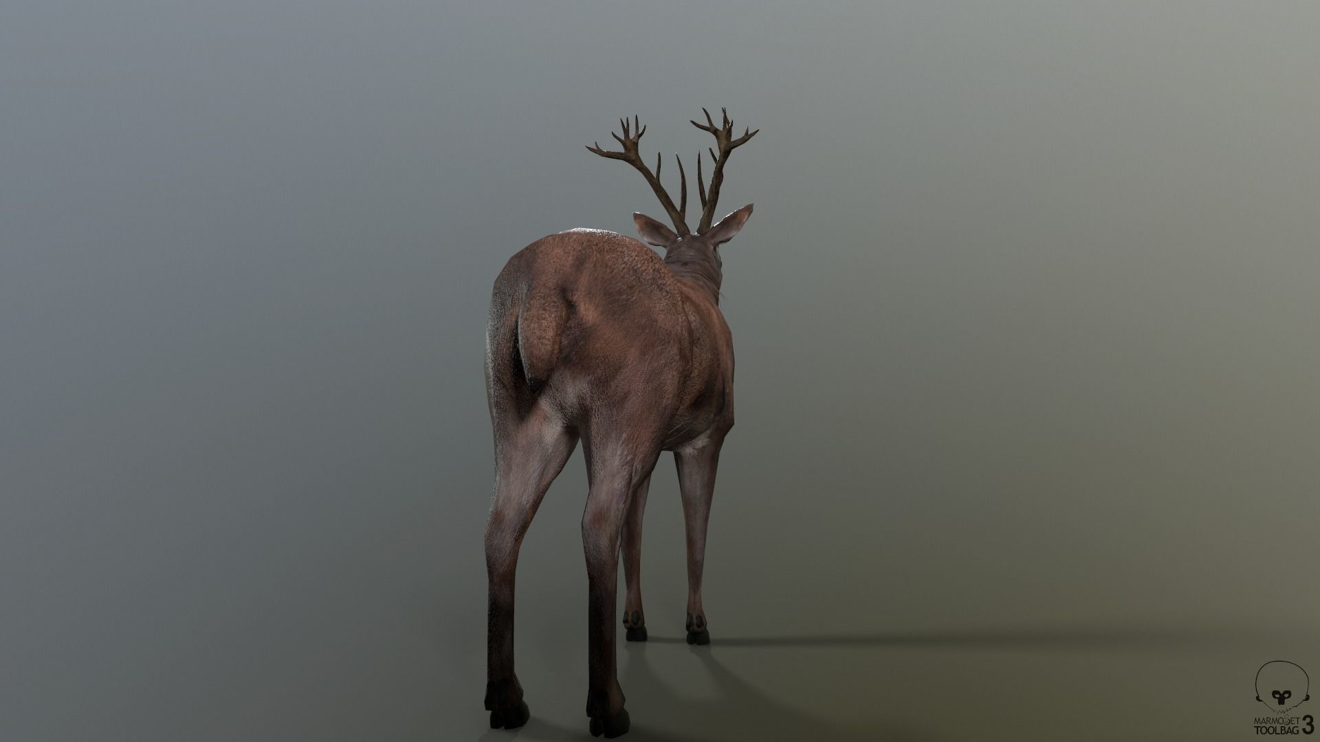 Animated Lowpoly Fur Deer Stag   Low-poly 3D model_28