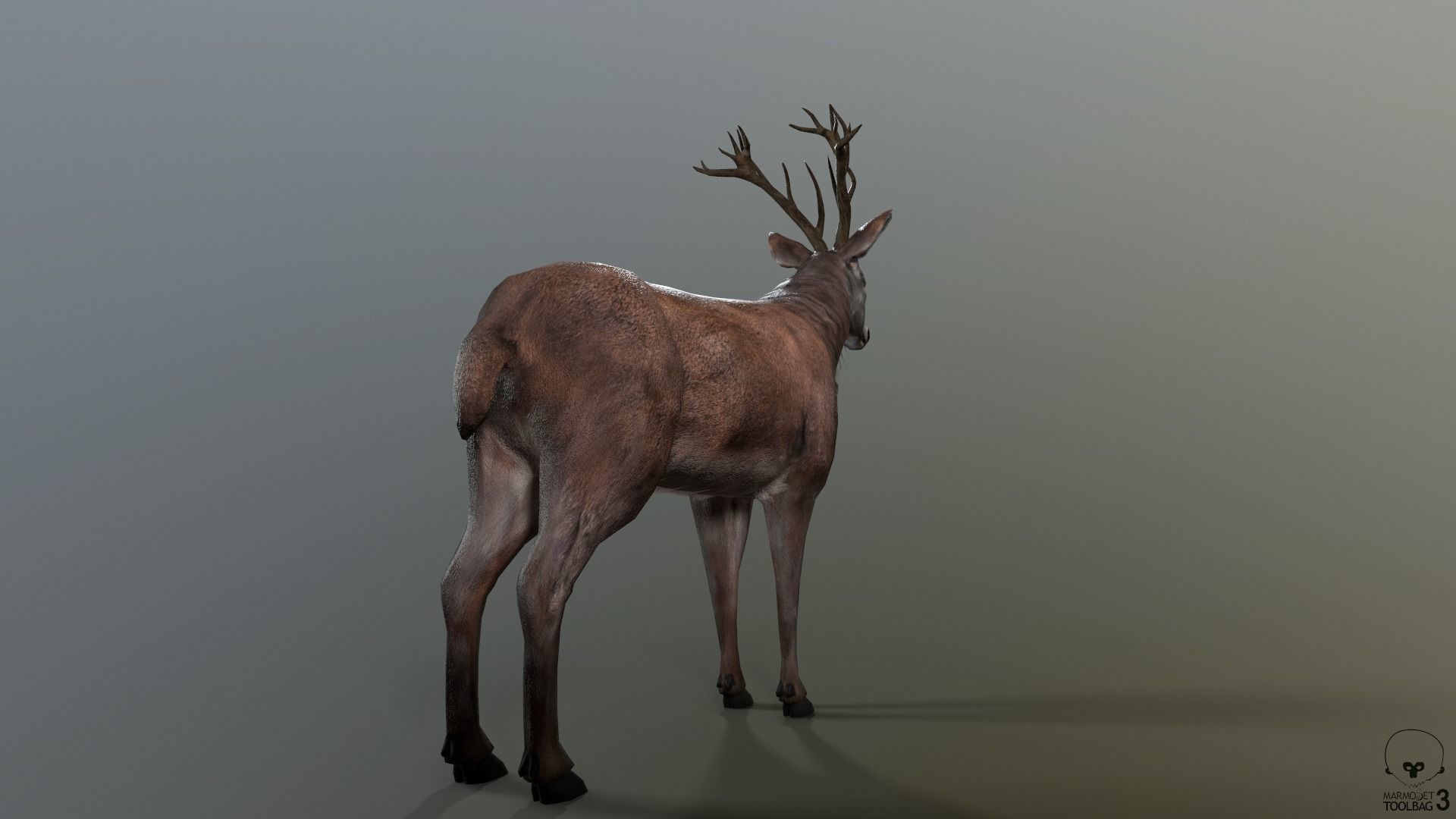 Animated Lowpoly Fur Deer Stag   Low-poly 3D model_27
