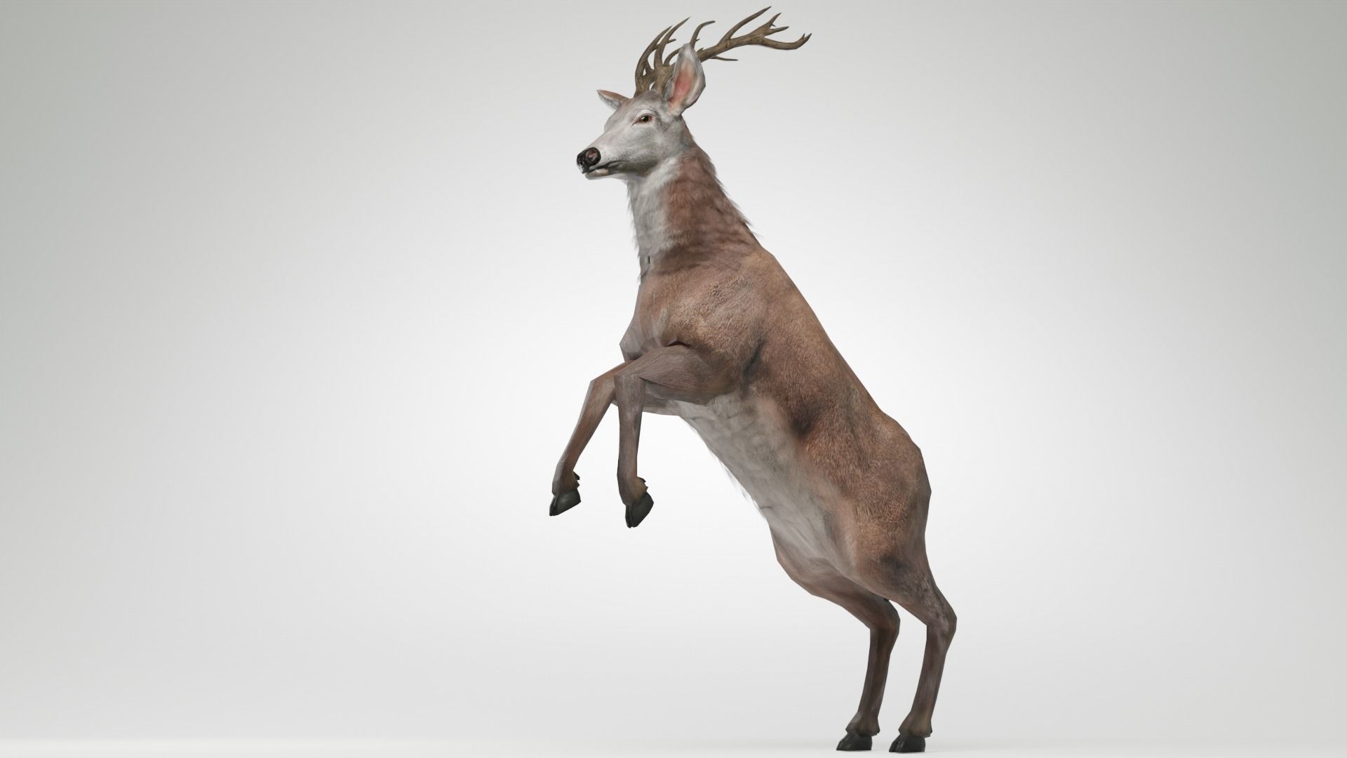 Animated Lowpoly Fur Deer Stag   Low-poly 3D model_7