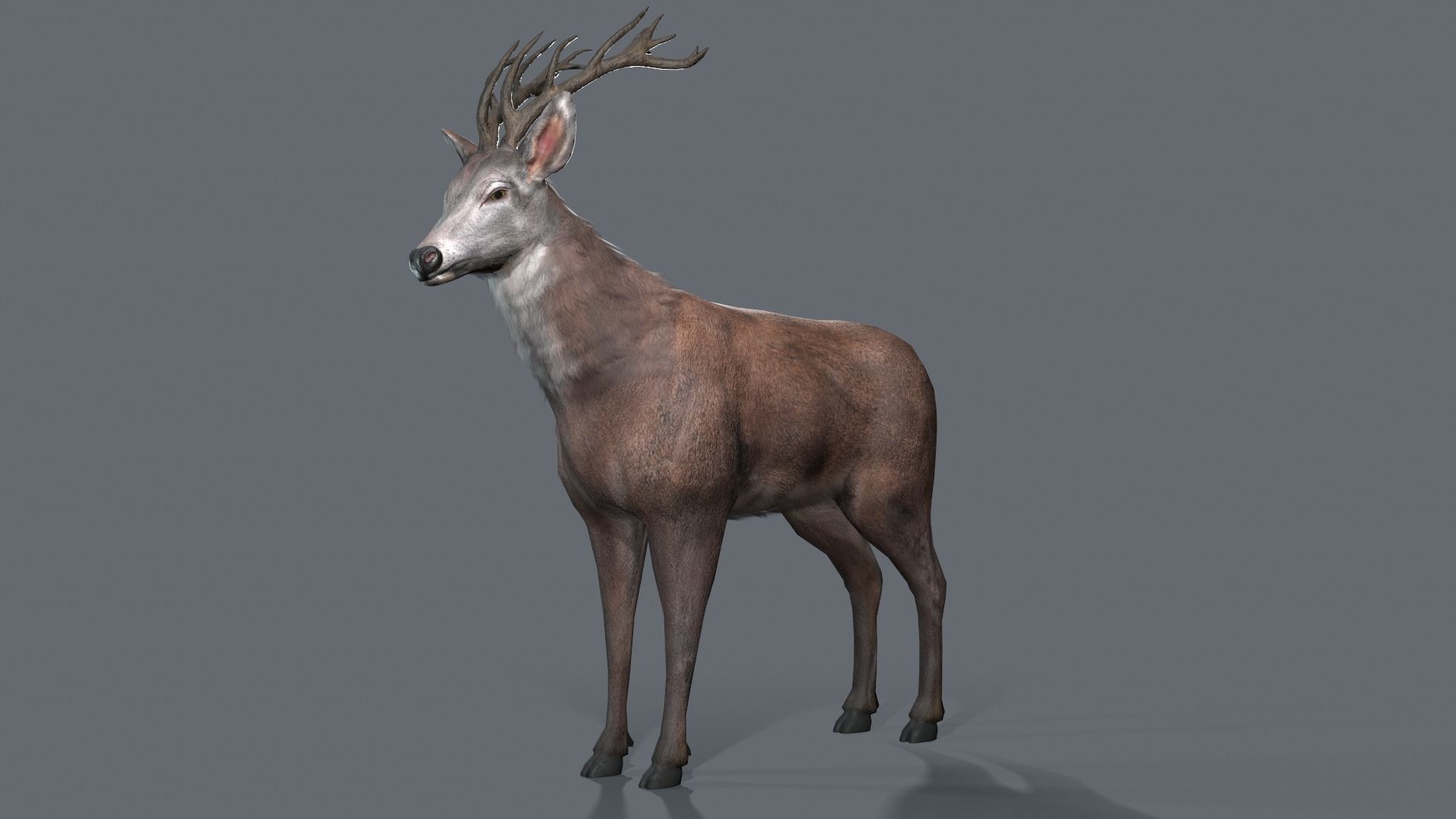 Animated Lowpoly Fur Deer Stag   Low-poly 3D model_11