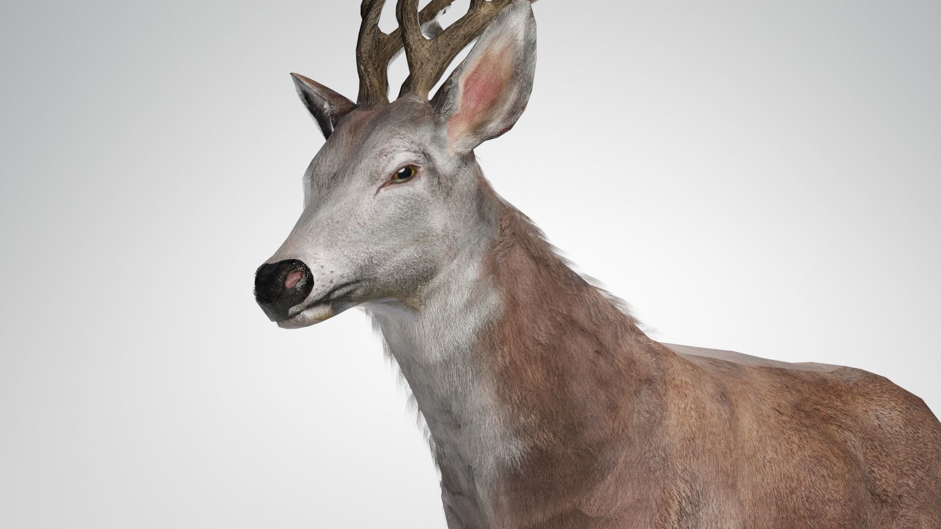 Animated Lowpoly Fur Deer Stag   Low-poly 3D model_6