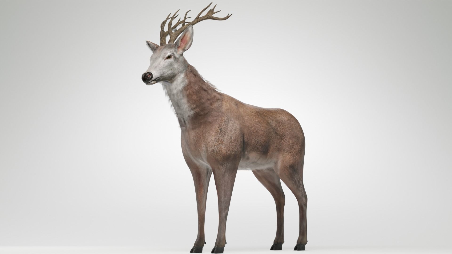 Animated Lowpoly Fur Deer Stag   Low-poly 3D model_5