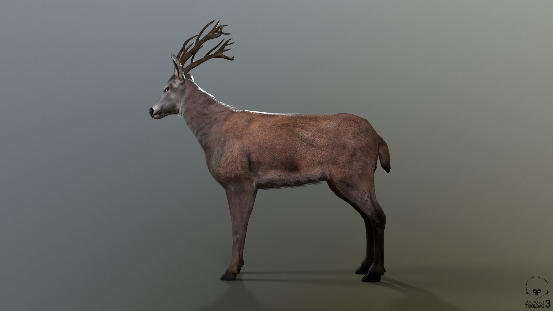 Animated Lowpoly Fur Deer Stag   Low-poly 3D model_33