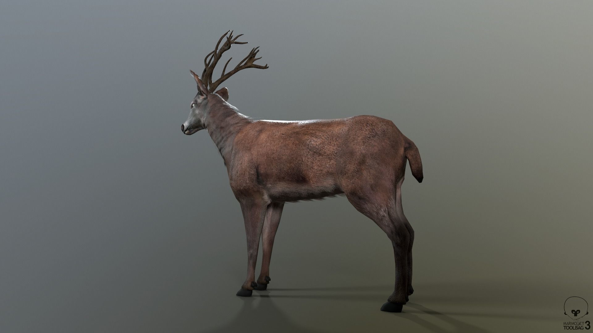 Animated Lowpoly Fur Deer Stag   Low-poly 3D model_32