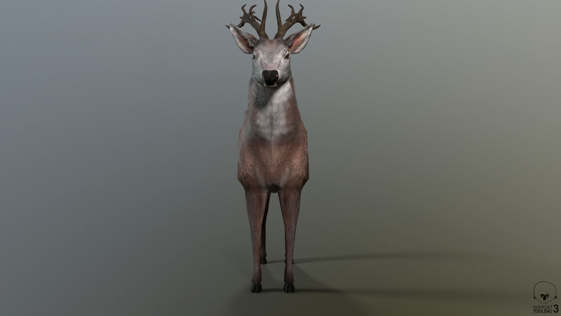 Animated Lowpoly Fur Deer Stag   Low-poly 3D model_20