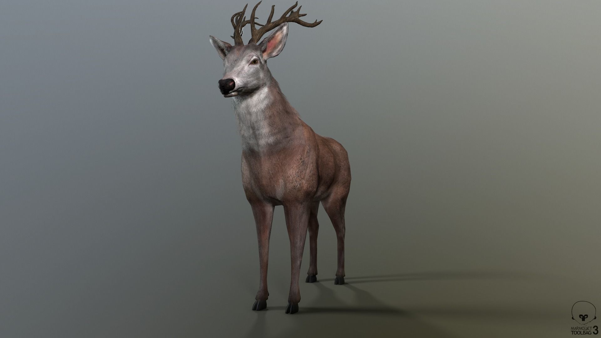Animated Lowpoly Fur Deer Stag   Low-poly 3D model_19