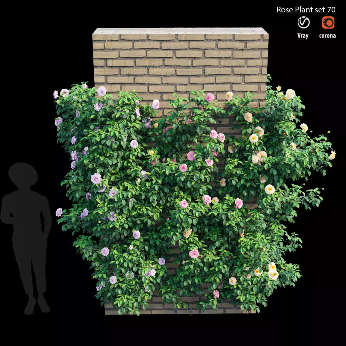 Rose plant set 70 3D model