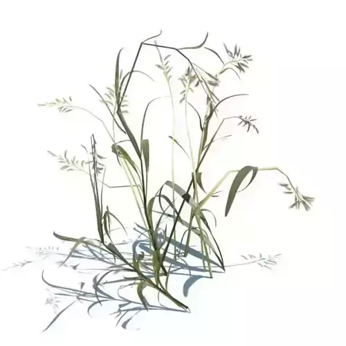 Bending Grass Seeds 3D model