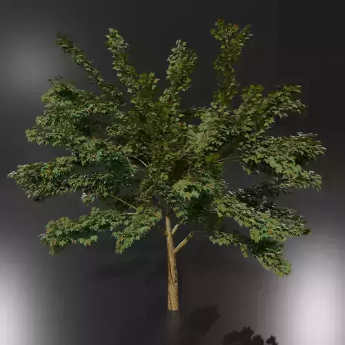A Tree game-ready 3D model high-poly