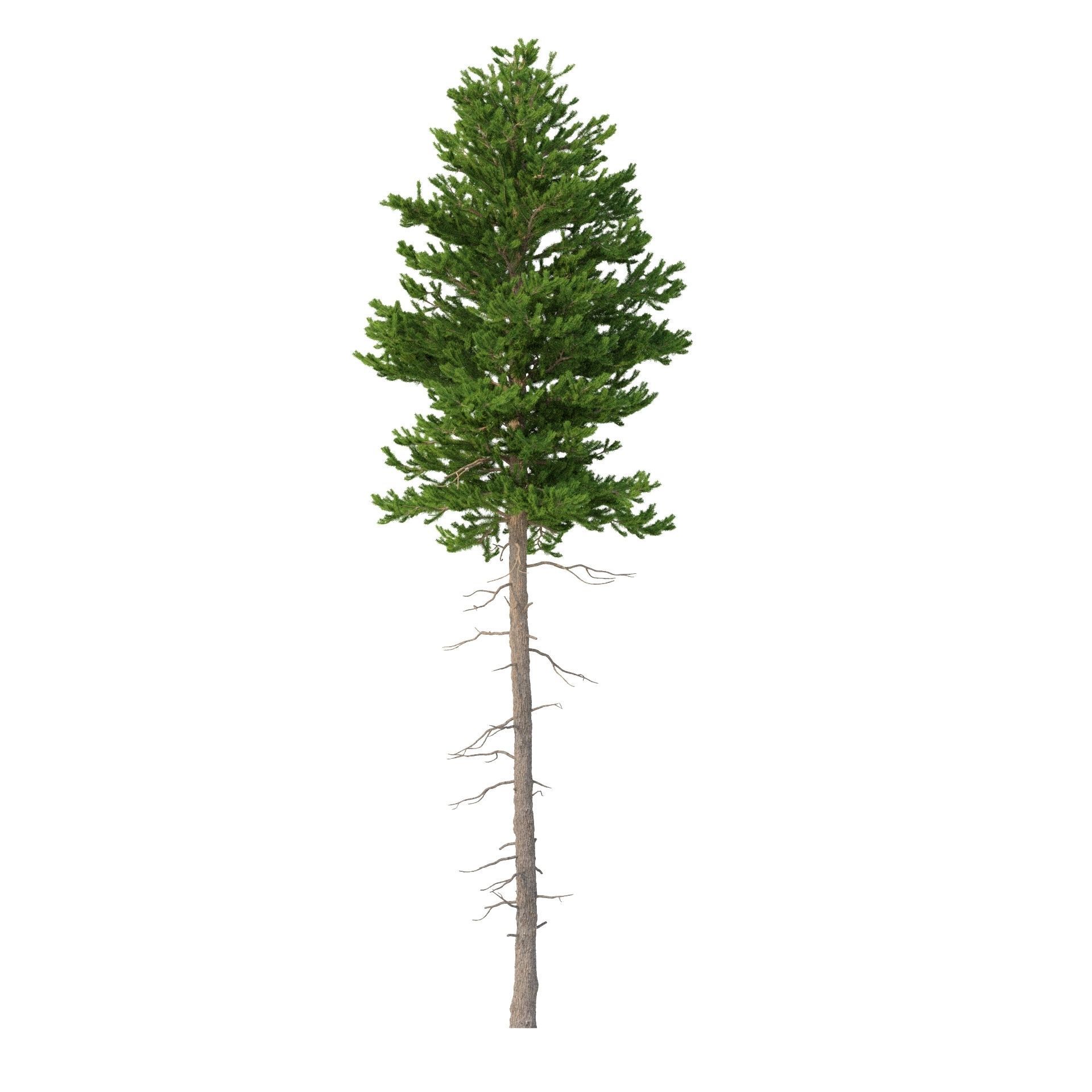 Picea Abies No 3 3D model_3