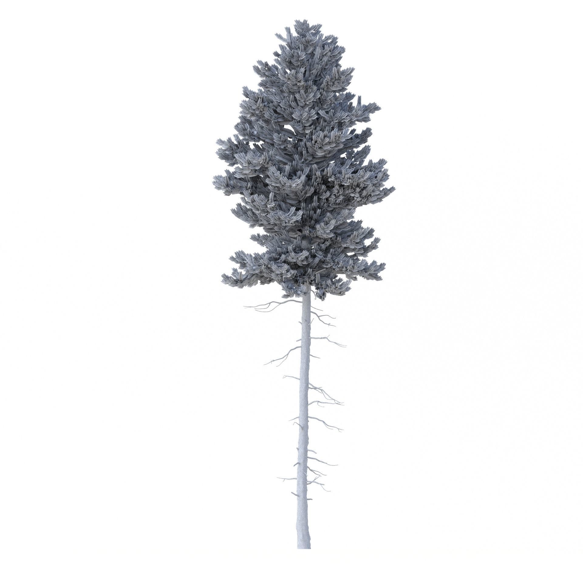 Picea Abies No 3 3D model_8