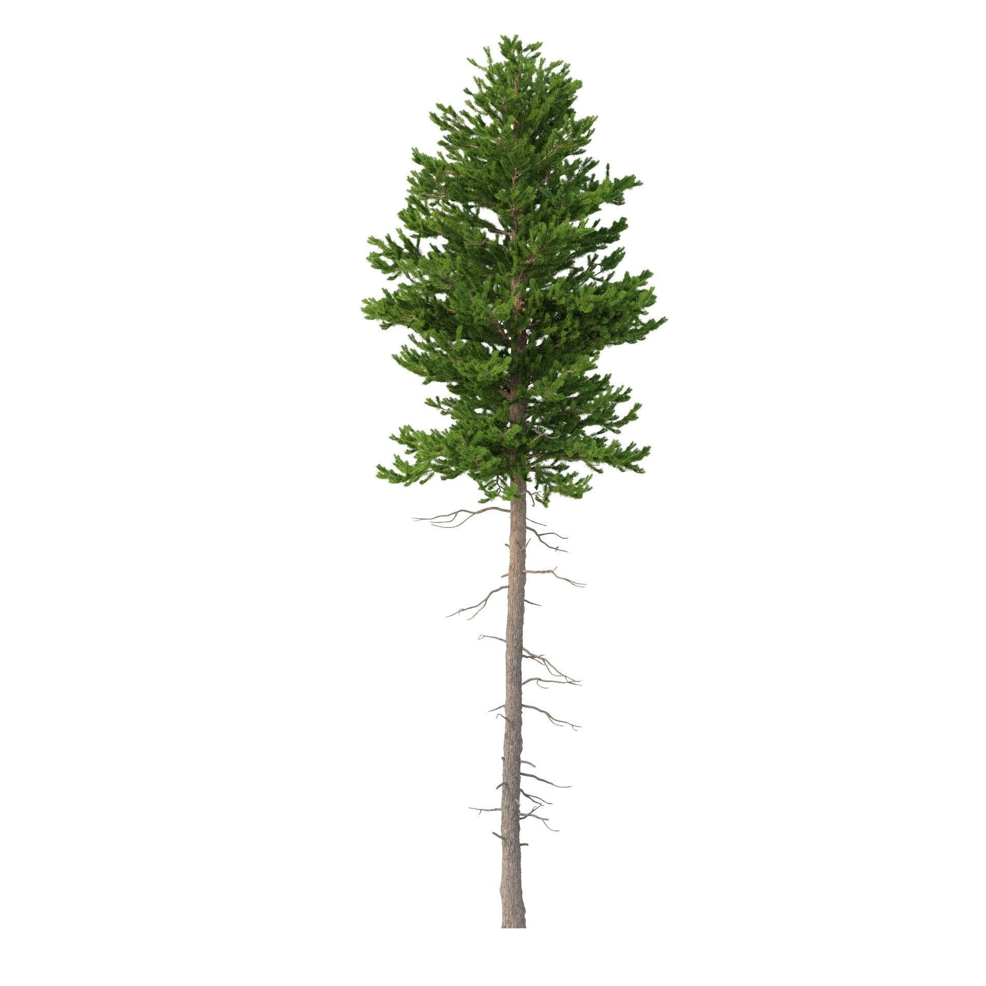 Picea Abies No 3 3D model_5