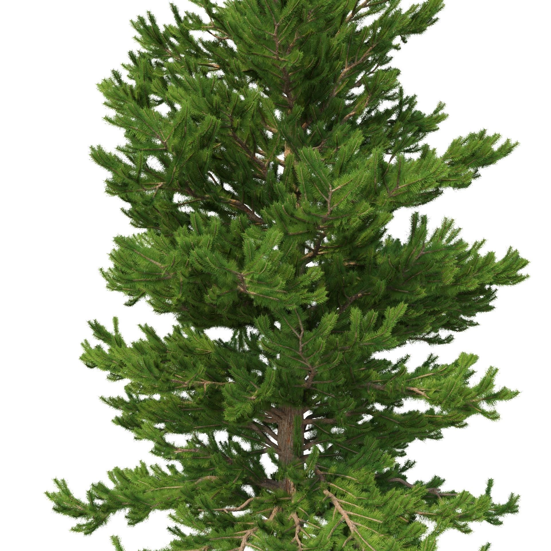 Picea Abies No 3 3D model_1