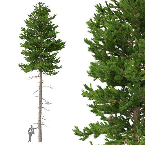 Picea Abies No 3 3D model