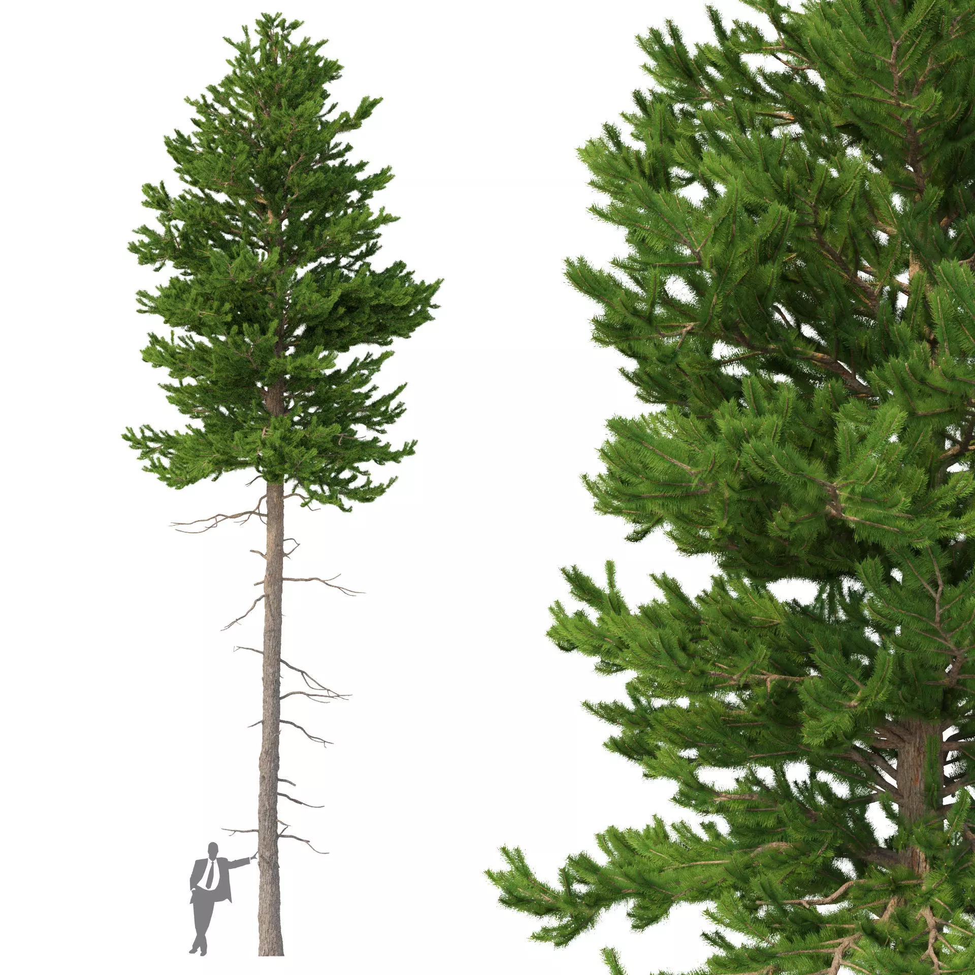 Picea Abies No 3 3D model_0