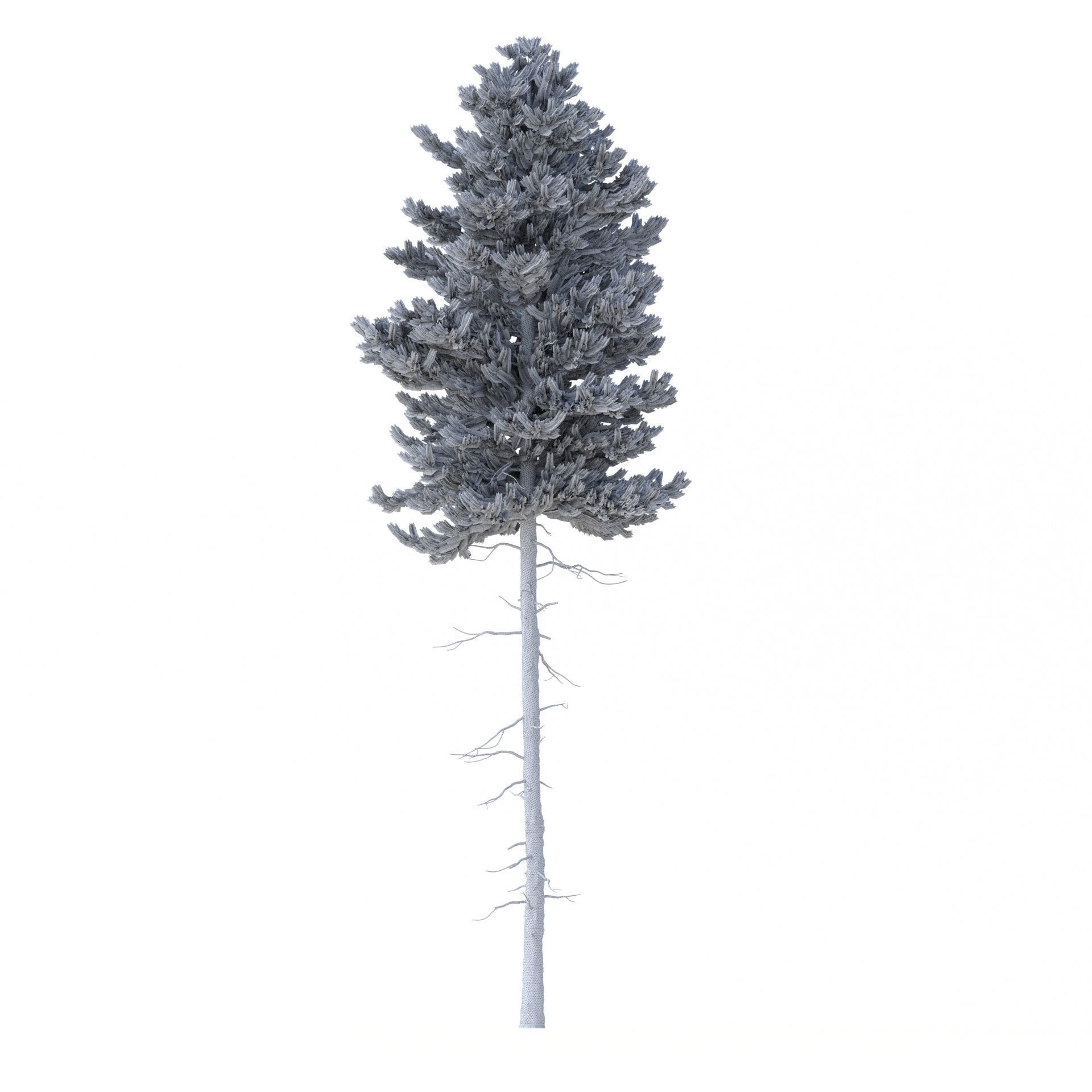 Picea Abies No 3 3D model_7