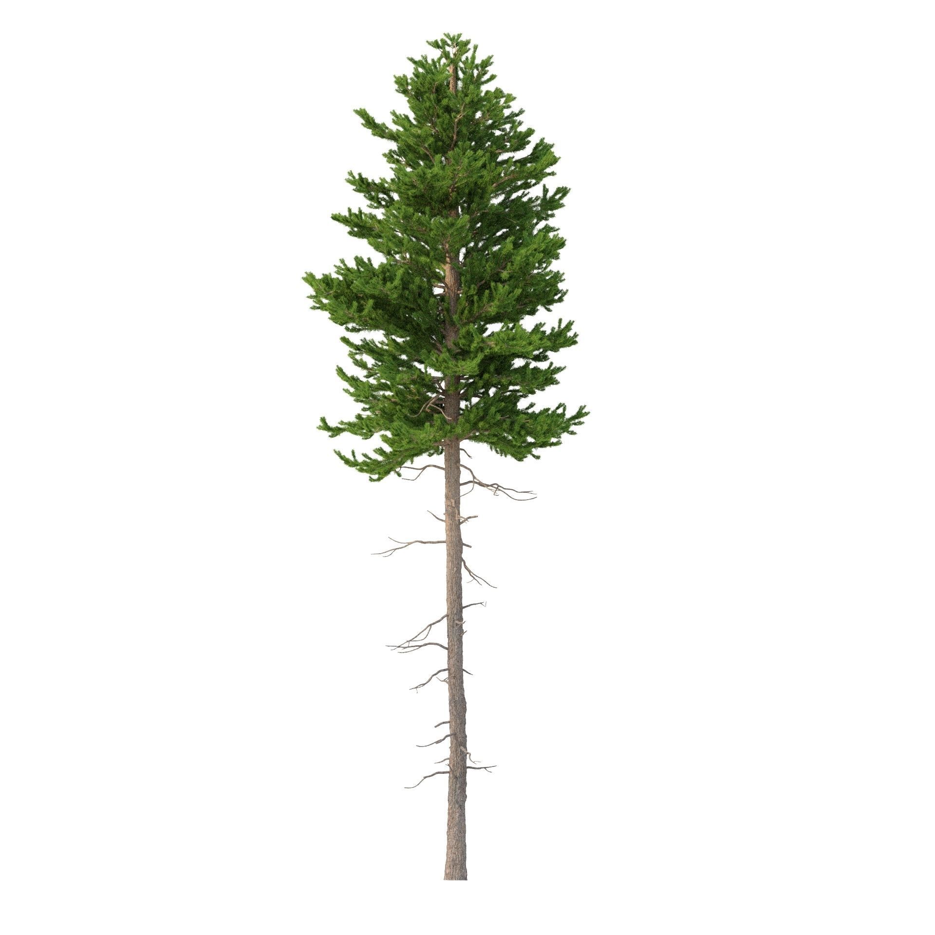 Picea Abies No 3 3D model_4