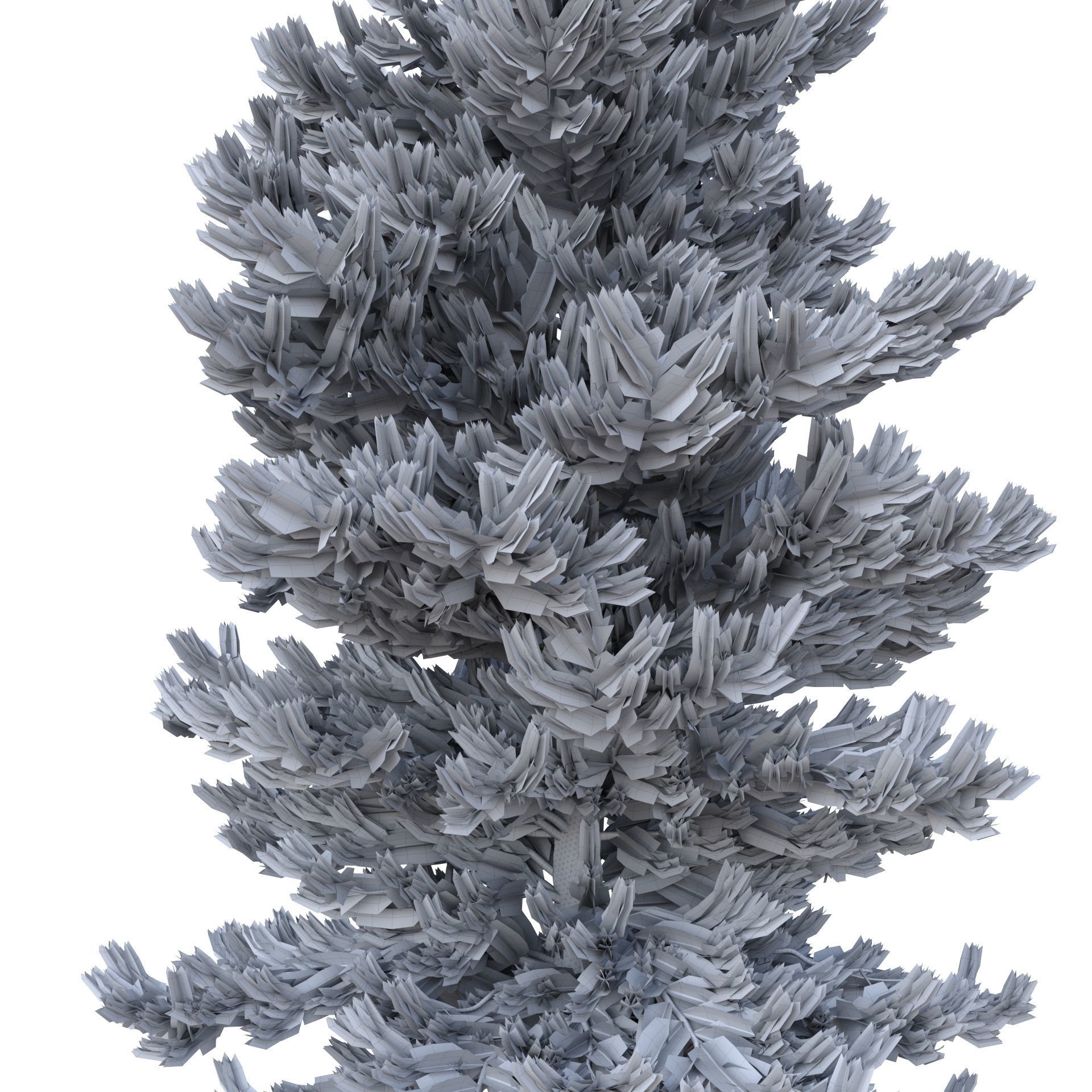 Picea Abies No 3 3D model_9