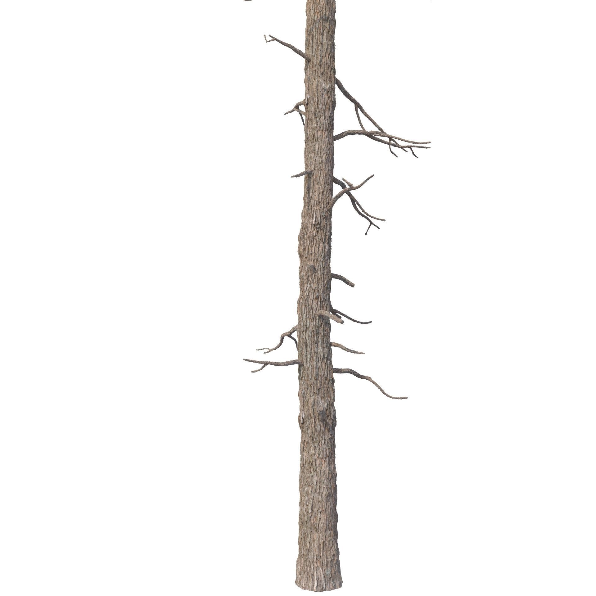 Picea Abies No 3 3D model_2