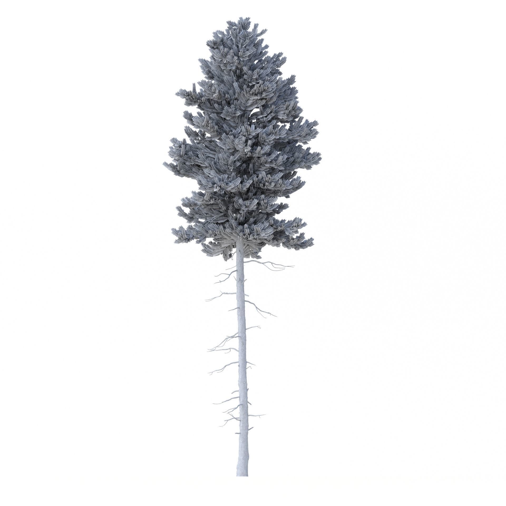 Picea Abies No 3 3D model_6