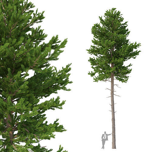 Picea Abies No 4 3D model