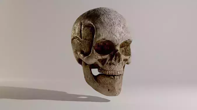 Skull