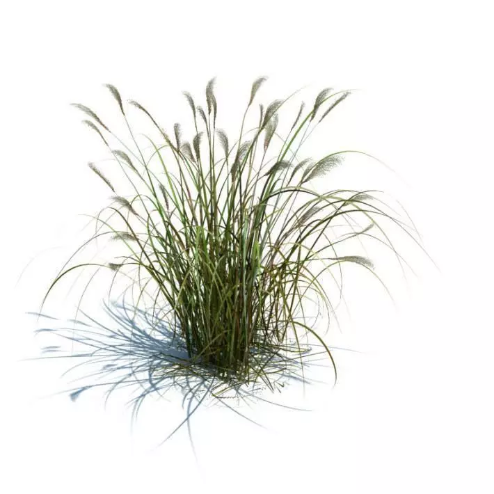 High Green Grass 3D model_0