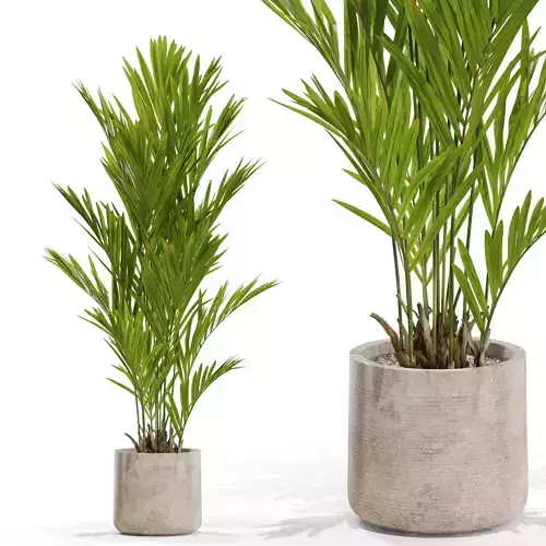 Plants collection 561