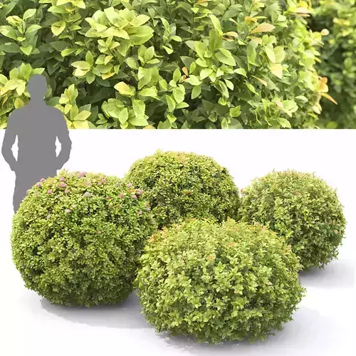 Spiraea japonica globe 01 3D model
