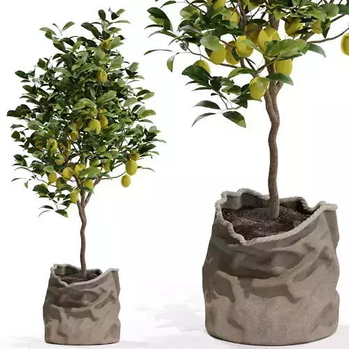 Plants collection 564