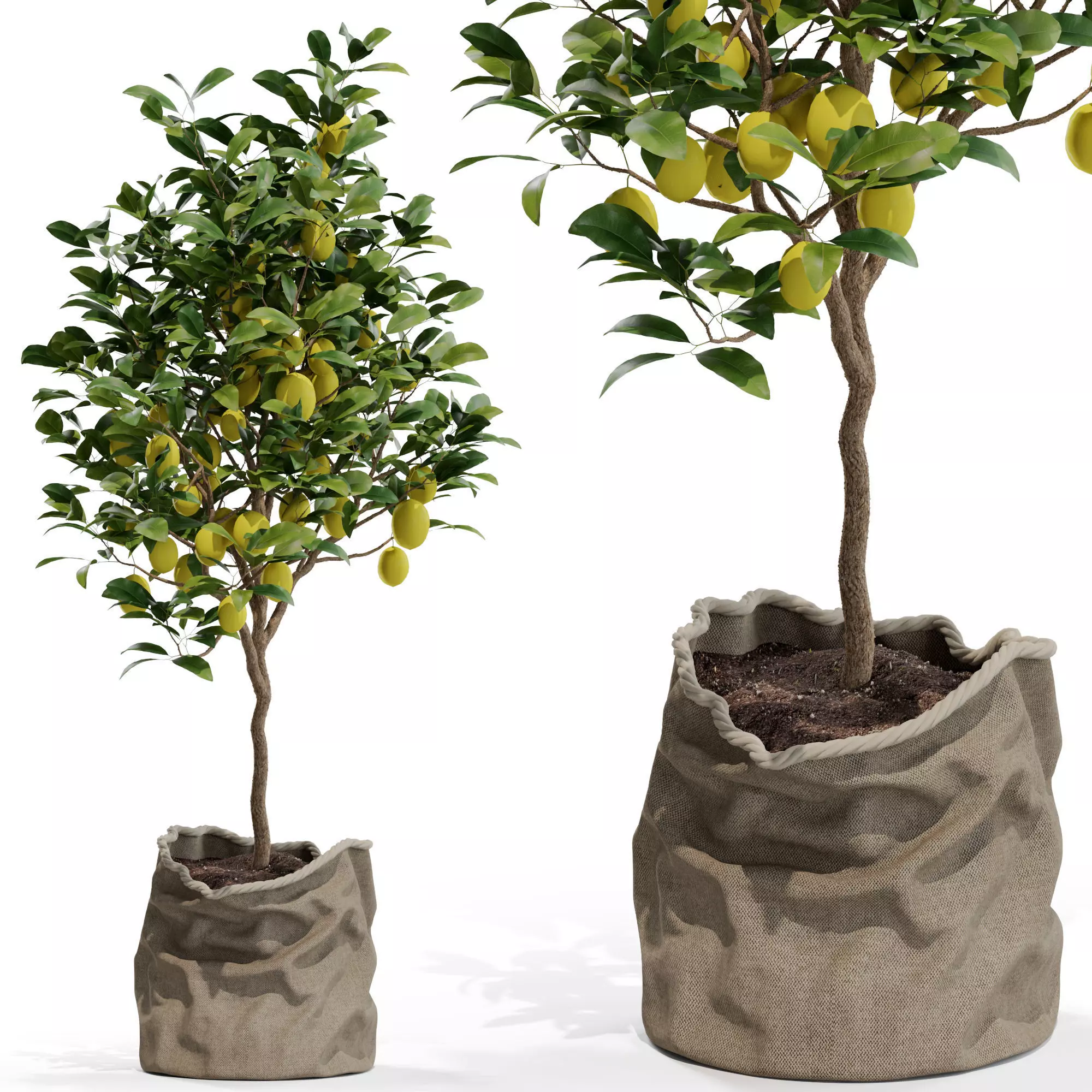 Plants collection 564 3D model