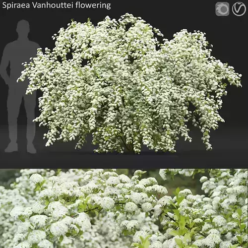 Spiraea Vanhouttei 02