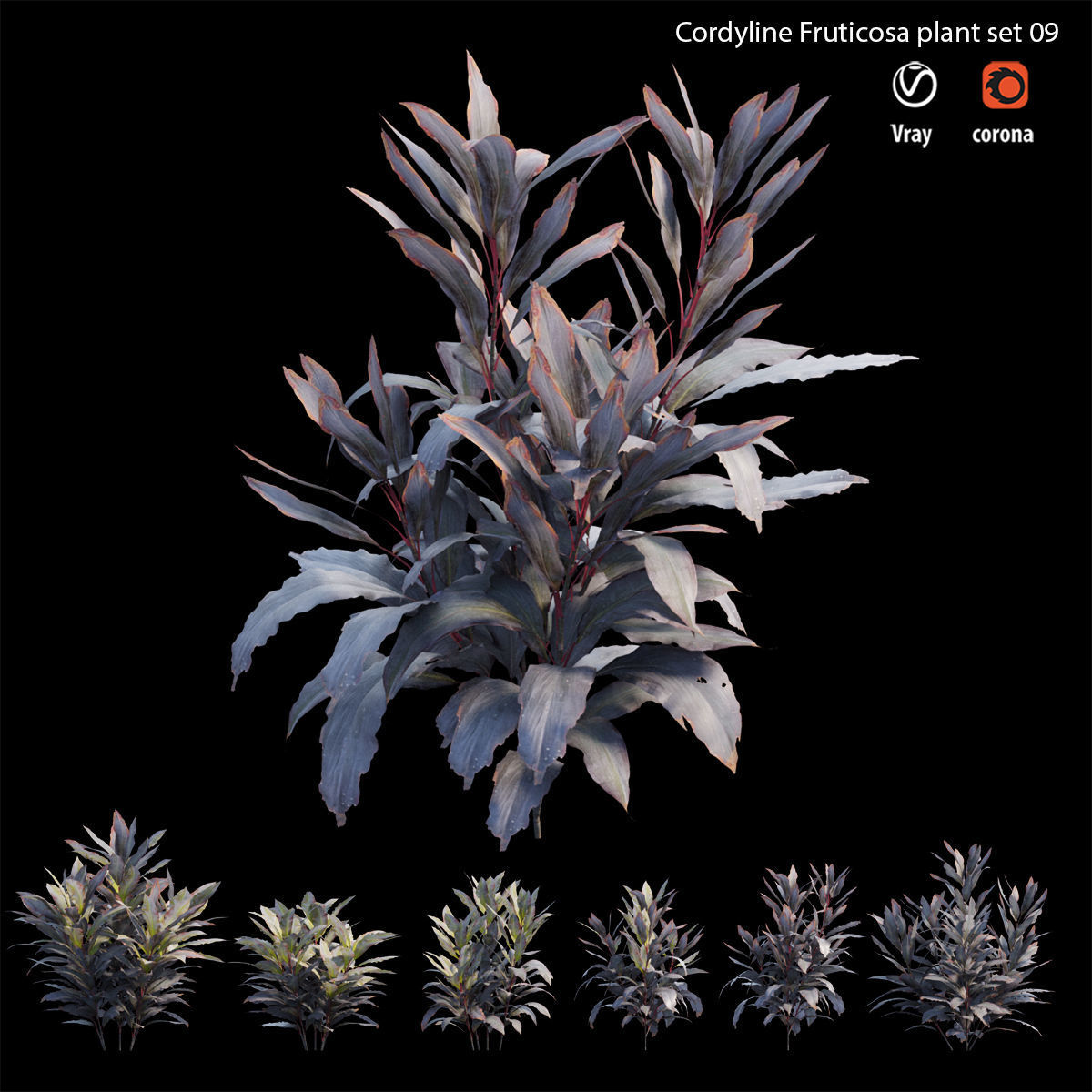 Cordyline Fruticosa plant set 09 Low-poly 3D model_4