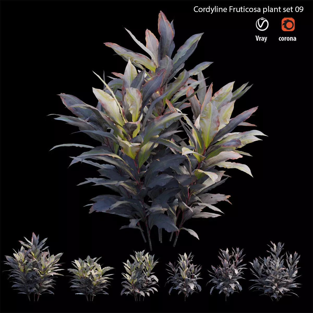 Cordyline Fruticosa plant set 09 Low-poly 3D model_0