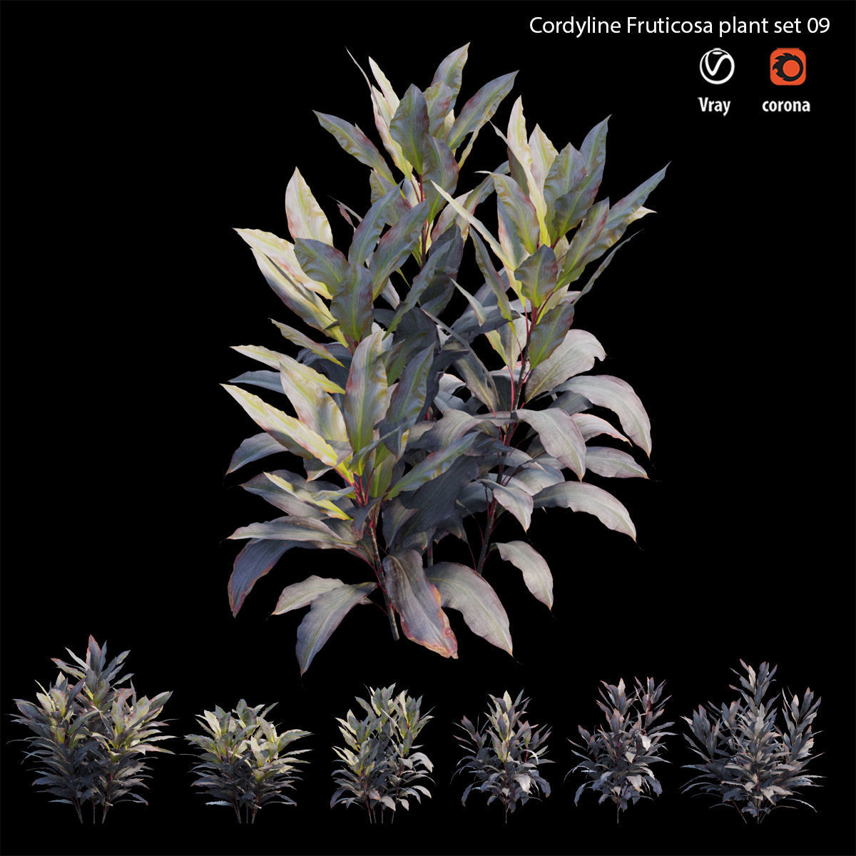 Cordyline Fruticosa plant set 09 Low-poly 3D model_3