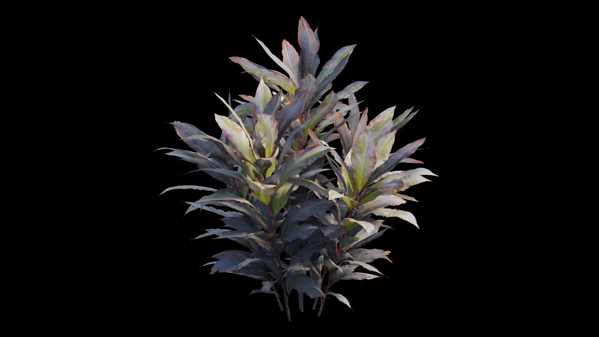 Cordyline Fruticosa plant set 09 Low-poly 3D model_8