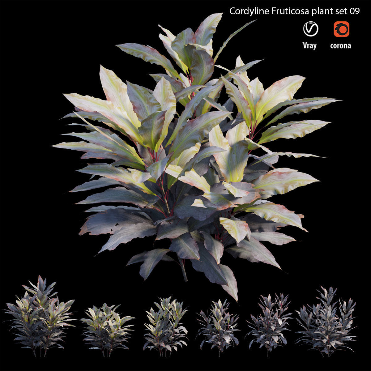 Cordyline Fruticosa plant set 09 Low-poly 3D model_1