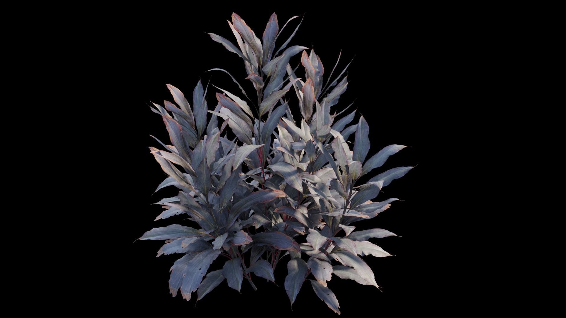 Cordyline Fruticosa plant set 09 Low-poly 3D model_14