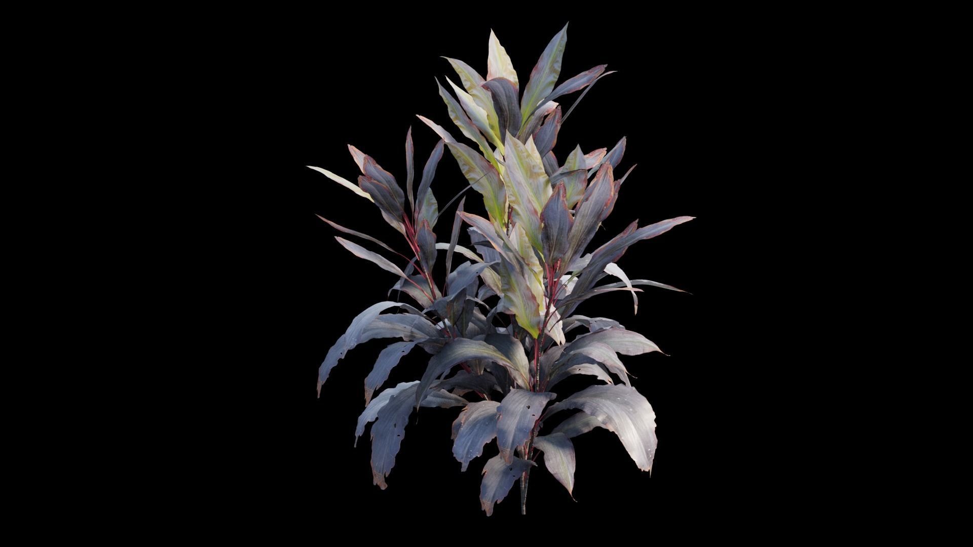 Cordyline Fruticosa plant set 09 Low-poly 3D model_12