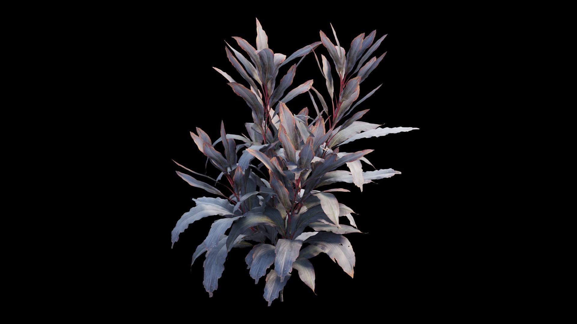 Cordyline Fruticosa plant set 09 Low-poly 3D model_13