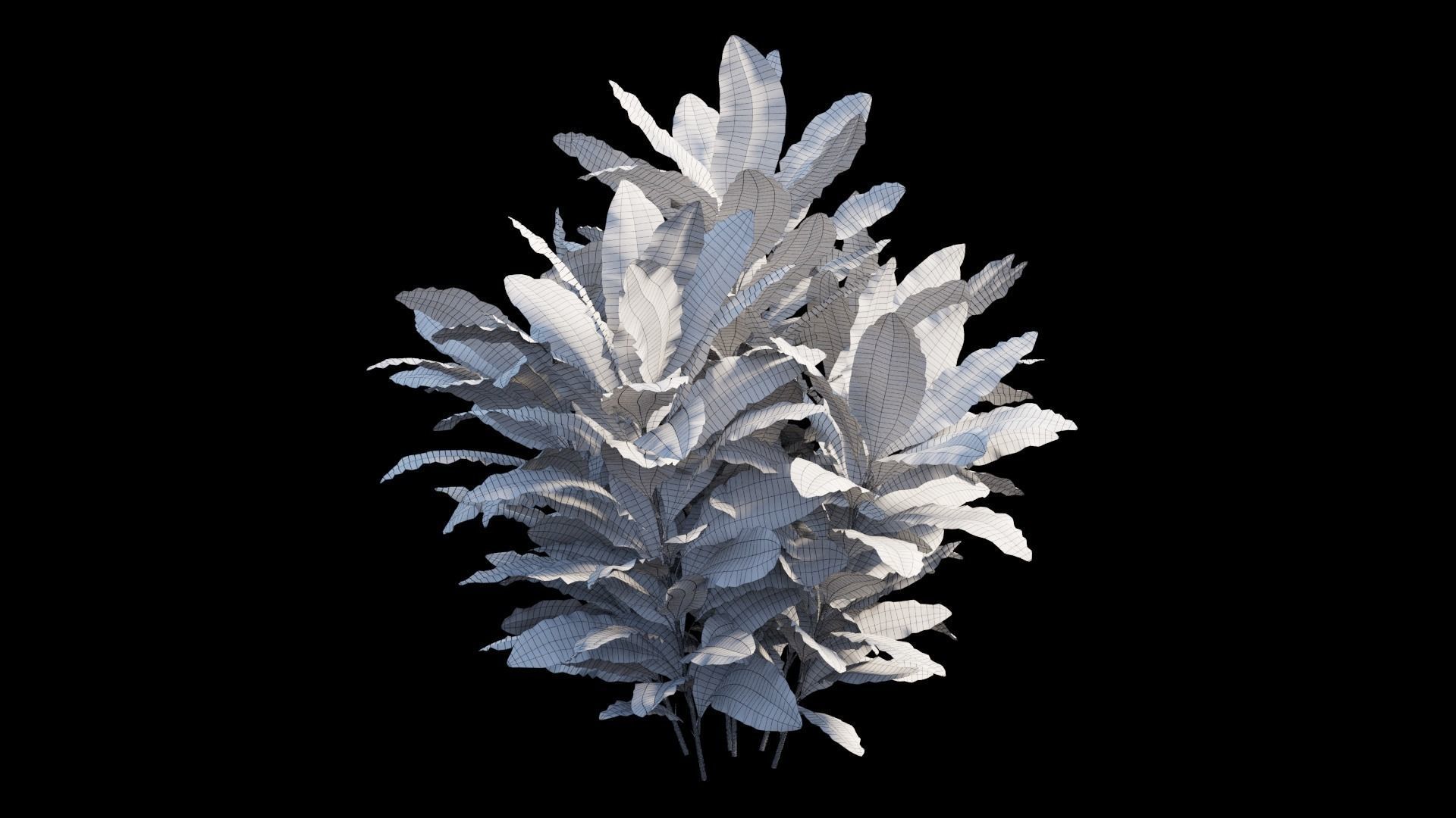 Cordyline Fruticosa plant set 09 Low-poly 3D model_9